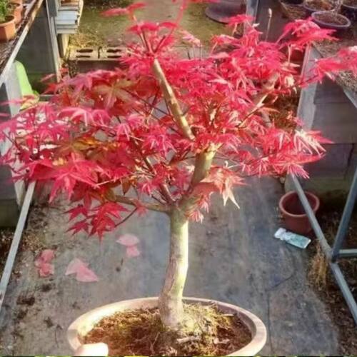 正宗红枫盆景中国舞姬矮