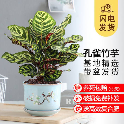 孔雀竹芋盆栽花卉绿植室