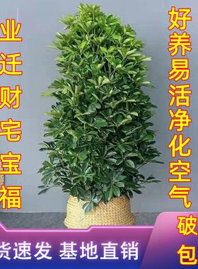 大型室厅卉财鸭脚绿七莲发财档鸭掌内客盆栽花八方来木植叶树高木