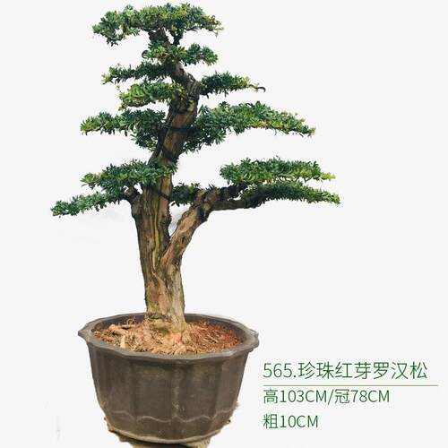 老桩罗汉松盆景米叶罗汉松雀舌