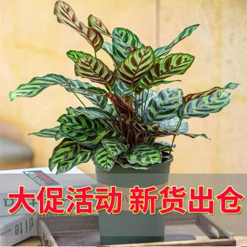 【保温发货】彩虹孔雀竹