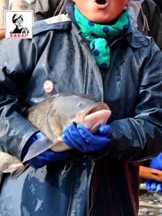 花鲢水花鱼苗 鳙鱼水花白鲢水花 胖大头鱼苗夏花鱼苗 四大家鱼苗