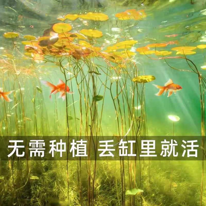 速发生态玻璃鱼缸小型乌龟家水真籽植物草草造景全套桌面客厅缸用