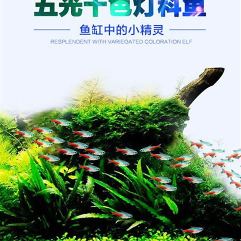 速发神家热带观赏活鱼好养宝莲红淡水苗厂仙孔雀小型灯绿灯科