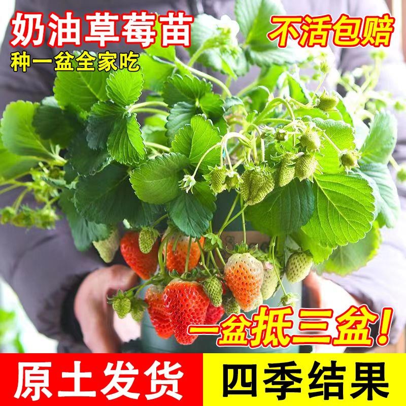 速发草食苗物季植四室内盆栽可莓用室内台四季结果奶油草莓带盆