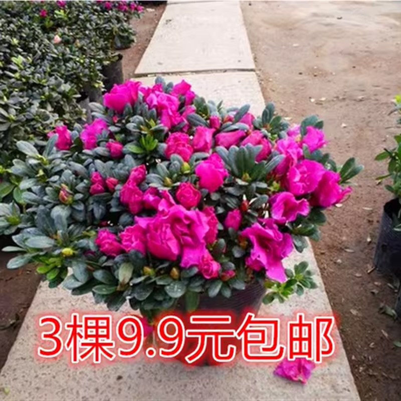 速发四花开花映山花苗盆栽室内庭院植物杜娟红树状盆带季苞发货