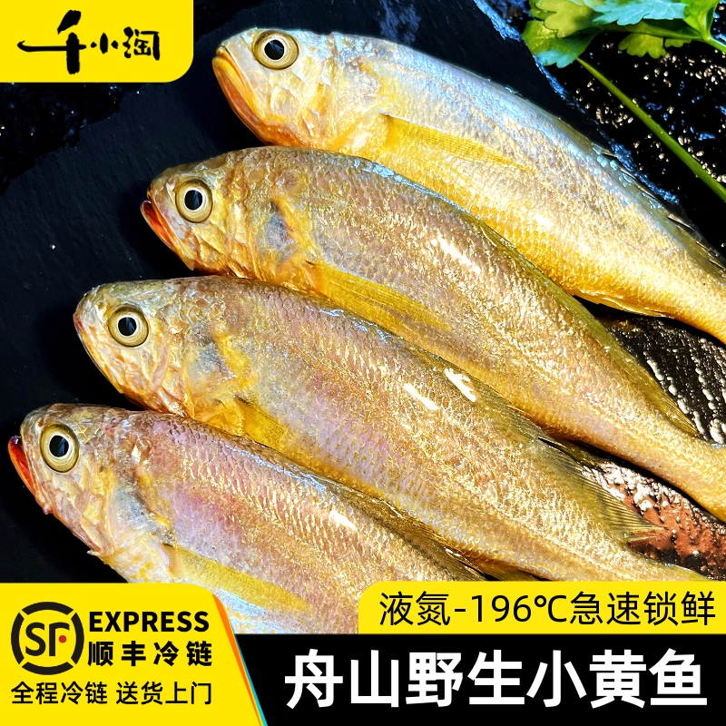 千小淘野生小黄鱼东海捕捞新鲜冻