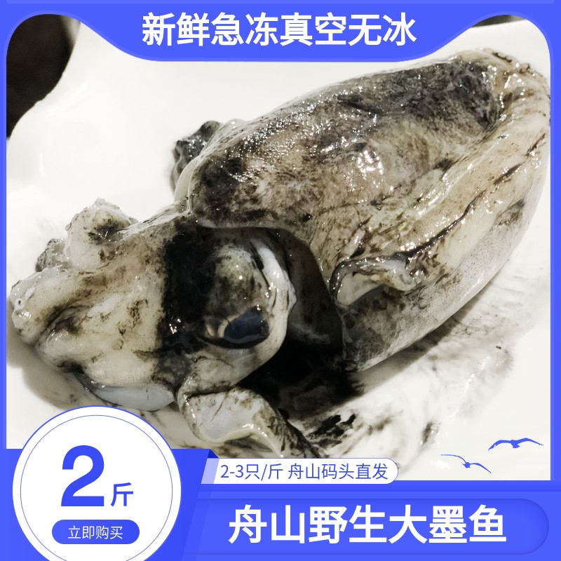 舟山大墨魚新鮮鮮活冷凍墨魚仔超大野生海鮮水產(chǎn)烏賊目魚章魚魷魚