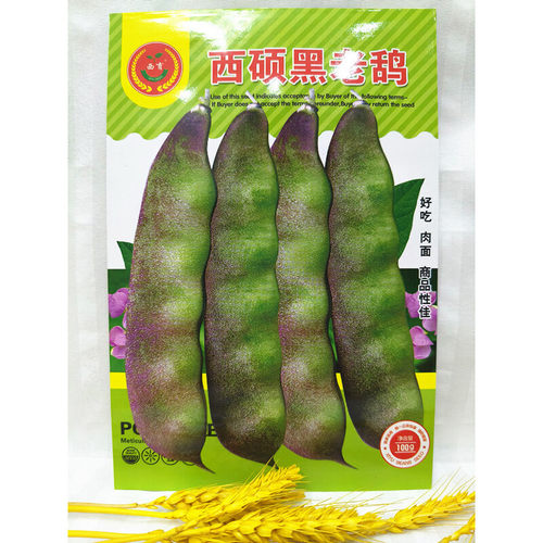 佳木斯东北种子油豆角种籽豆角西硕黑老鸹油豆角大面积100克包邮
