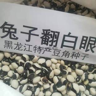 东北种子豆角种子兔子翻白眼喜鹊翻白眼油豆角鼓豆豆角包邮