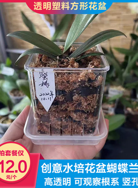 高透明塑料方形带底孔透气花盆桌面创意水培花盆蝴蝶兰洋兰花盆