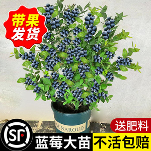 蓝莓树果苗南方北种植盆栽带