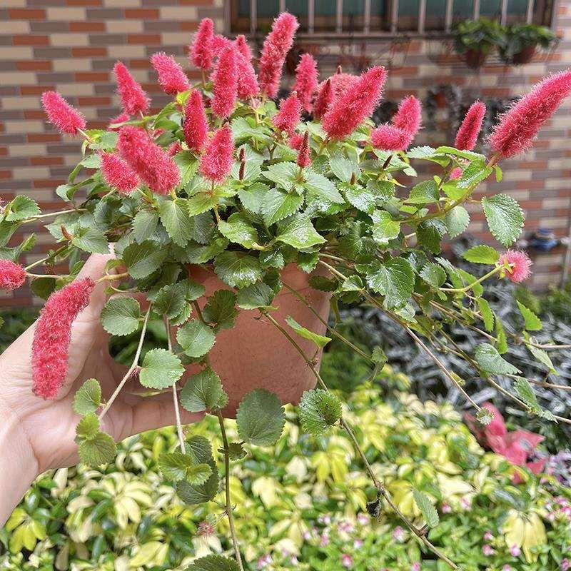 岁岁红盆栽 兔尾巴 红口草 红色吊兰 垂吊花卉四季狗尾红阳台盆花