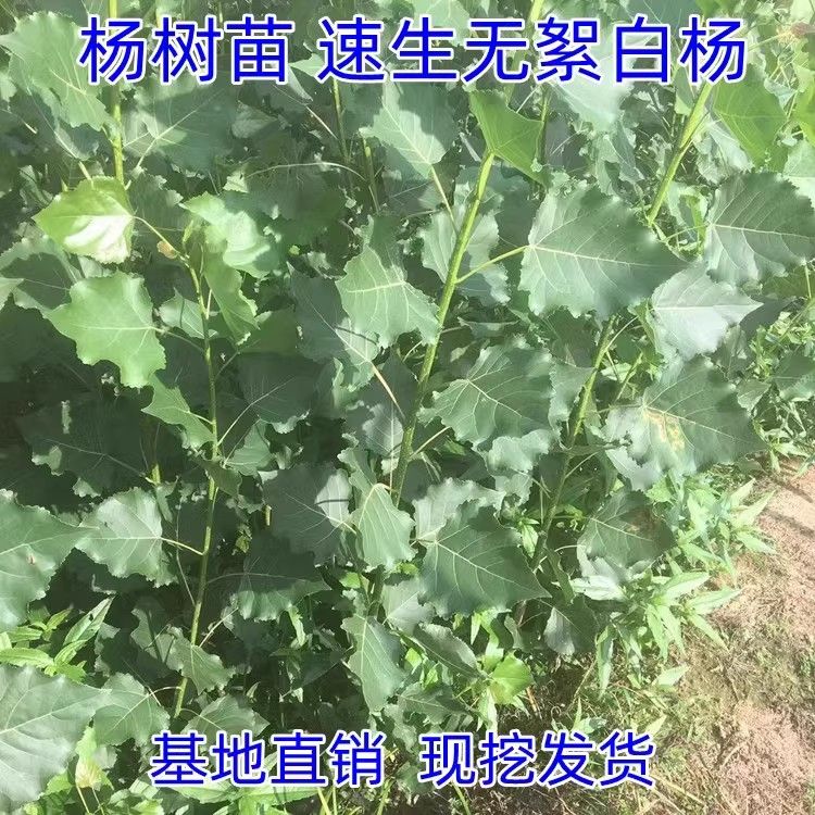 速生白杨白杨小苗无絮杨扦插苗杨树条3804杨绿化植物造林行道