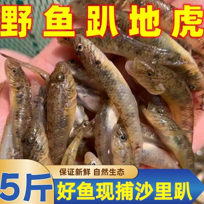 微山湖小黄鱼生态杂鱼趴地虎河鱼