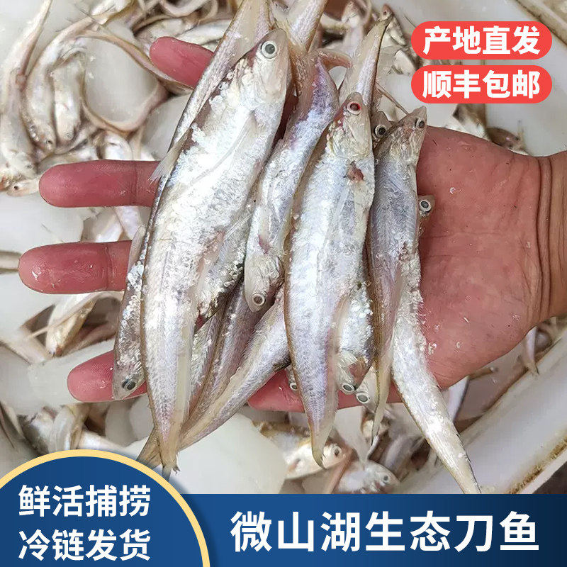 微山湖野捕毛刀鱼现杀凤尾鱼冷冻
