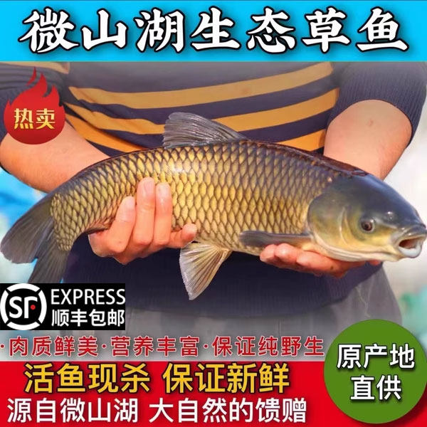 微山湖原生态新鲜草鱼厚子鱼现捕芦苇鱼鲜活活鱼现杀草混子草鱼片