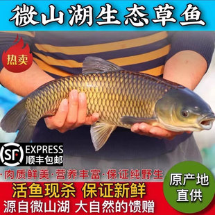 微山湖原生态新鲜草鱼厚子鱼现捕芦苇鱼鲜活活鱼现杀草混子草鱼片