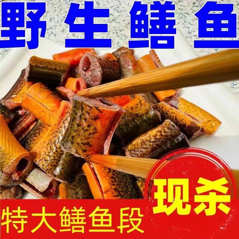 微山湖生态黄鳝鲜活现杀鳝段淡水长鱼肉特大鳝筒滋补炖汤老人补钙