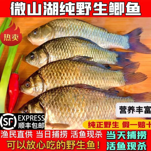 微山湖野捕鲫鱼活鱼现杀顺丰包鲜