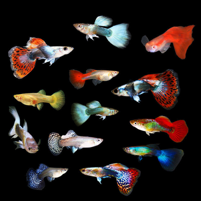 孔雀鱼孔雀鱼懒人小鱼好养耐活好养热带草缸小型观赏凤尾鱼