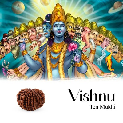 印度VISHNU毗湿奴10 Mukhi Rudraksha 十面金刚菩提子 成长圣珠