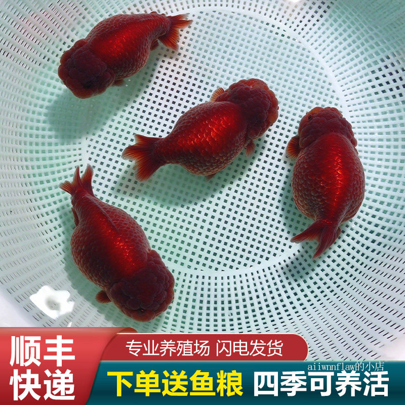 兰寿金鱼苗精品小苗头瘤饱满花色稀有波妞奶牛活鱼现货冷水鱼红牛
