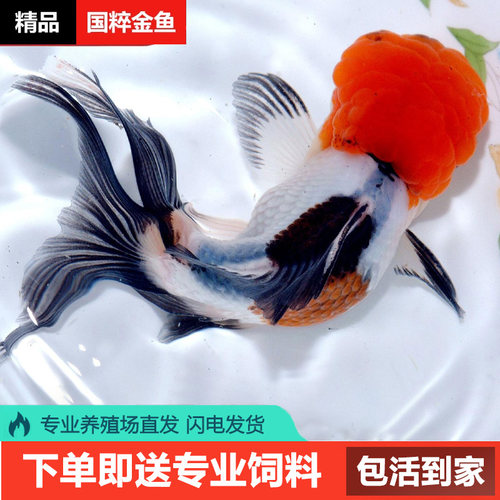 红狮子头金鱼】价格_图片_淘宝天猫红狮子头金鱼优惠商品大全(3) - 虎窝淘