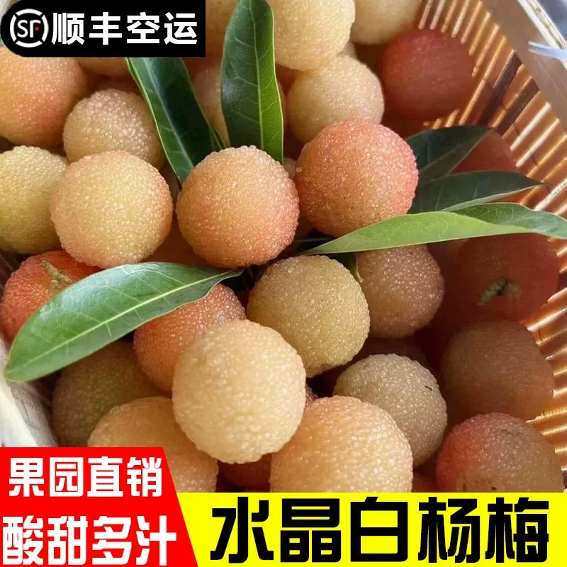 正宗余姚水晶白杨梅新鲜慈溪白杨梅当季孕妇水果现摘现发顺丰空运