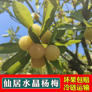 正宗浙江水晶白杨梅新鲜仙居白杨梅当季孕妇水果现摘现发顺丰空运