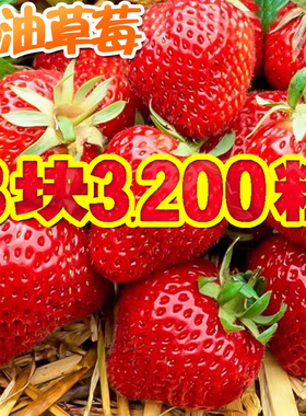 四季奶油草莓种籽子阳台盆栽室内外家庭水果白红色草莓种子大果型