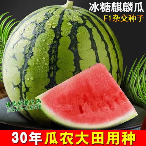 早佳8424西瓜种籽冰糖麒麟西瓜种子重茬懒汉西瓜种籽大全特大高产