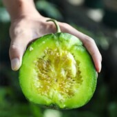 正品 绿宝石甜瓜种籽日本甜宝冰糖子羊角蜜甜瓜种子丑八怪香瓜种孑