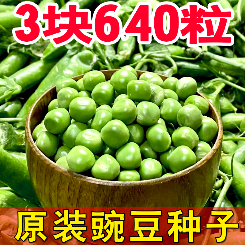 菜豌豆种子水果甜脆豌豆种子原装正品青豌豆荚种籽高产盆栽蔬菜种