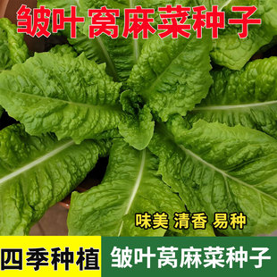 邹叶窝麻菜种子窝鸡菜种籽蔬菜种子大全莴苣莴笋叶曲麻菜春秋四季