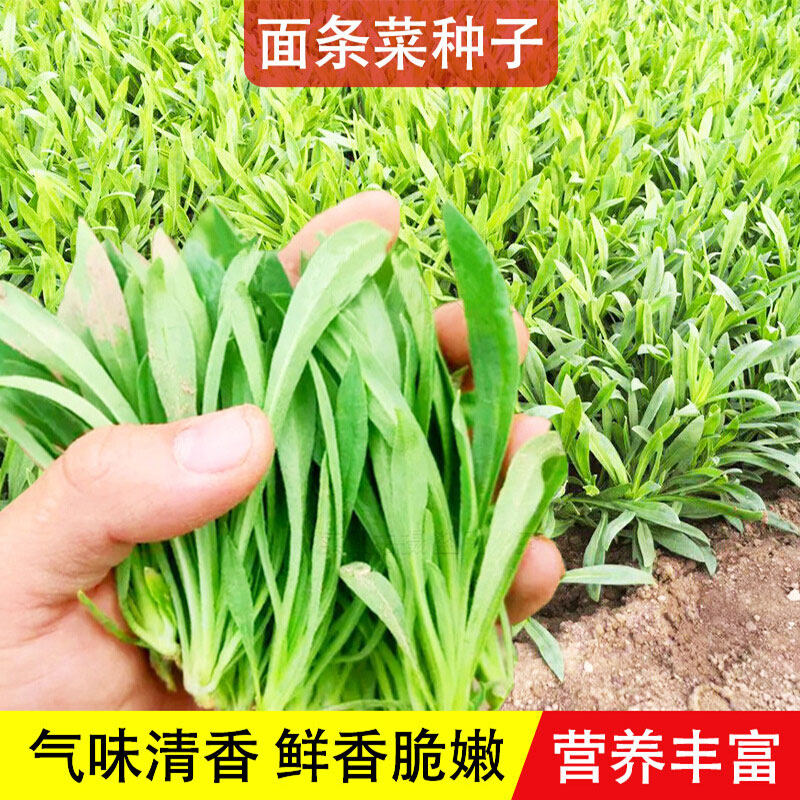 面条菜种子四季播种野菜青菜高产阳台盆栽正宗涮火锅蔬菜种子大全,农用物资,蔬菜种子/种苗,淘宝优惠券,粉丝福利购,淘宝优惠卷