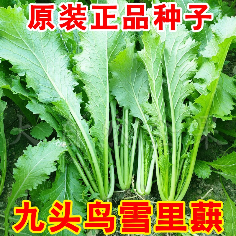 正宗九头鸟雪里蕻种子大叶排菜种籽雪里红农家腌制蔬菜种孑芥菜叶