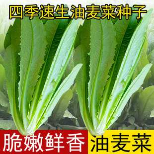 油麦菜籽种四季香油麦菜种子甜脆青菜阳台盆栽蔬菜种孑耐热菜大全