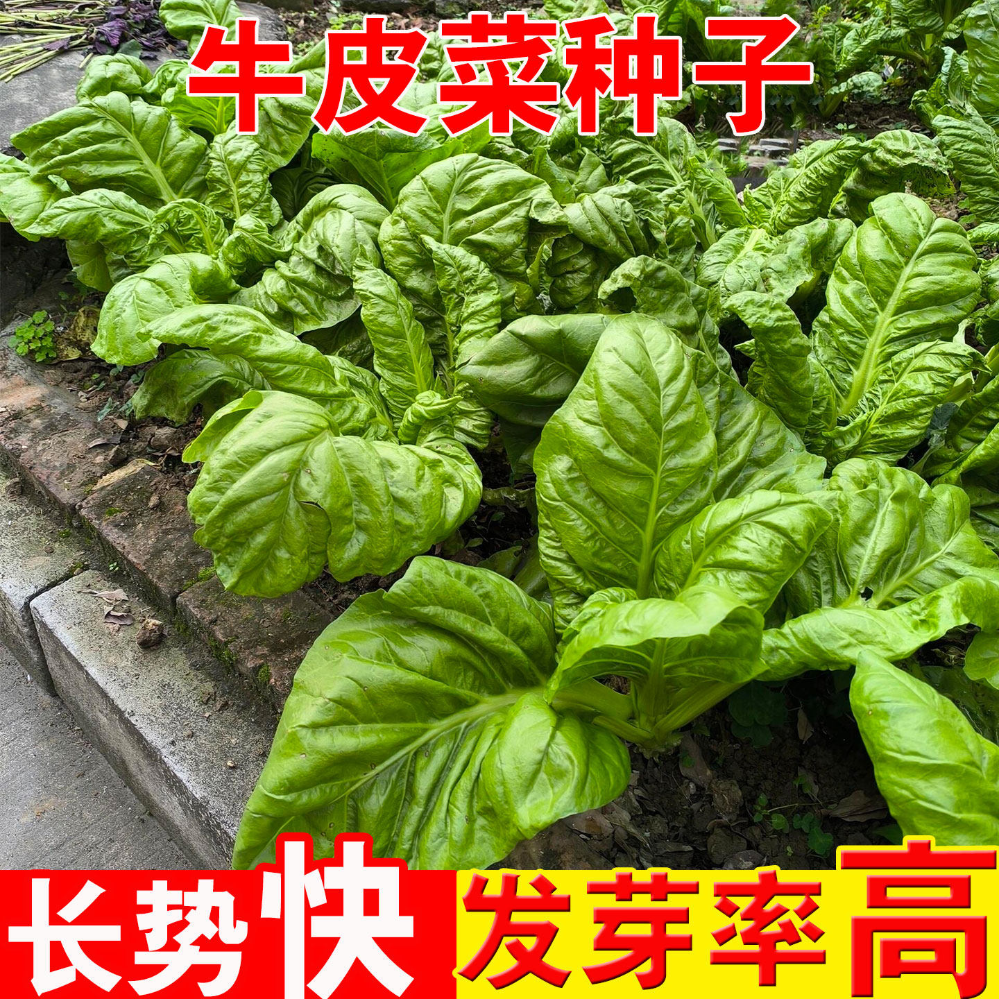 农家牛皮菜种子莙荙菜厚皮菜瓢儿菜青菜南方易种高产时令蔬菜种子