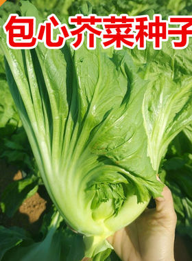 包心芥菜种子四季阳台种植腌酸菜卷心大叶泡菜秋冬高产蔬菜种籽