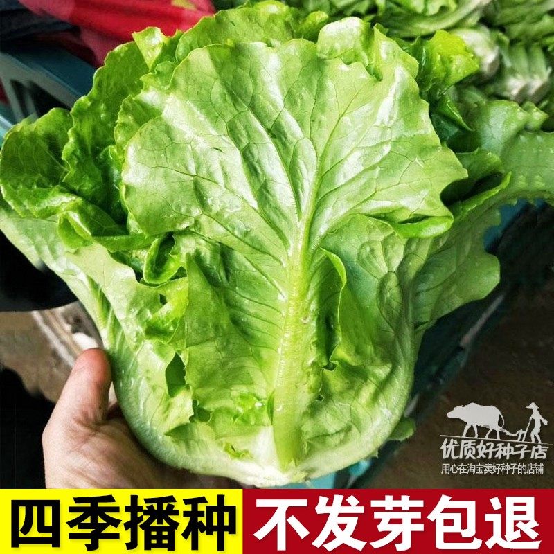 意大利生菜种子四季菜籽种大全耐热耐寒阳台盆栽蔬菜种子秋冬季菜,农用物资,家庭园艺种子,淘宝优惠券,粉丝福利购,淘宝优惠卷