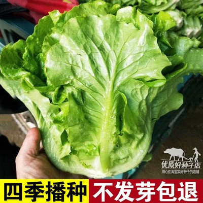 意大利生菜种子四季菜籽种大全耐热耐寒阳台盆栽蔬菜种子秋冬季菜