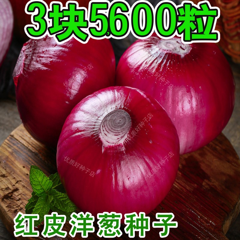 红皮洋葱种子种籽种植苗特大高产易播圆葱耐寒紫皮四季葱种孑蔬菜