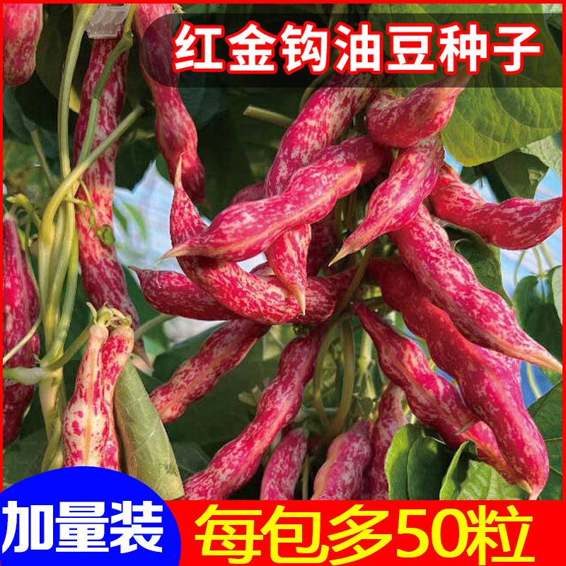 正品东北红金勾钩豆角种子炖肉沟扁豆芸豆春秋四季播种黄金钩种籽