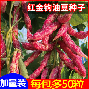 正品东北红金勾钩豆角种子炖肉沟扁豆芸豆春秋四季播种黄金钩种籽