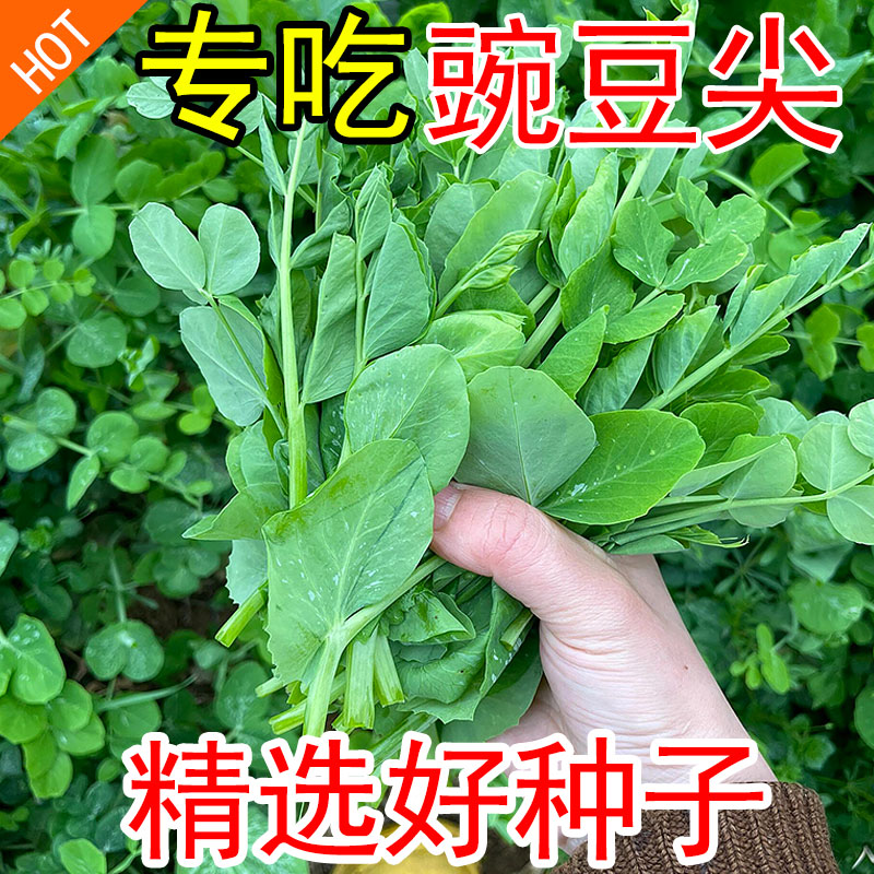 新鲜无须豌豆苗种子四季易种豌豆尖多茬收割农家蔬菜种籽大全