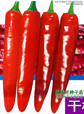 南韩干椒辣椒种籽特辣特香晒干辣椒的辣椒种子高产干鲜两用红辣椒