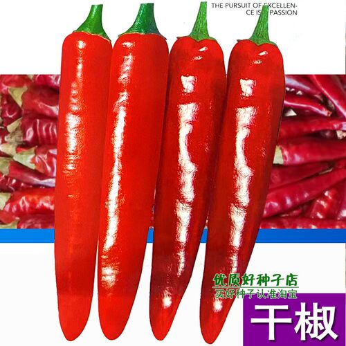 南韩干椒辣椒种籽特辣特香晒干辣椒的辣椒种子高产干鲜两用红辣椒