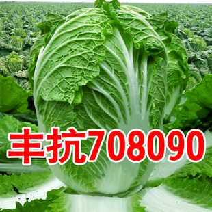 丰抗708090大白菜种子秋播越冬大白菜种孑四季春秋白菜籽耐寒蔬菜