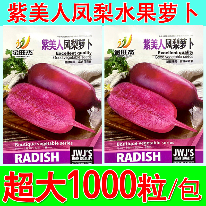 正宗紫美人红心凤梨水果萝卜种子红萝卜菜种籽大全秋冬季蔬菜种孑
